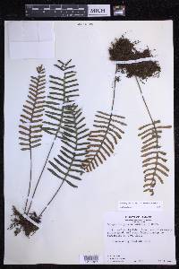 Pleopeltis polypodioides image