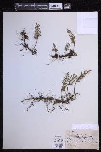 Pleopeltis acicularis image