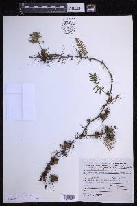 Pleopeltis acicularis image