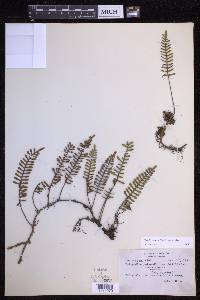 Pleopeltis acicularis image