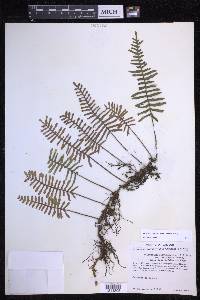 Pleopeltis acicularis image