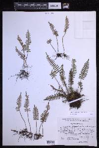 Pleopeltis acicularis image