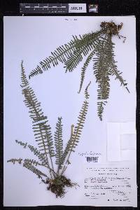 Polypodium furfuraceum image