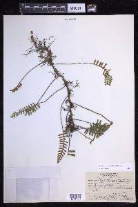 Pleopeltis acicularis image