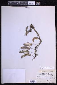 Pleopeltis polypodioides image