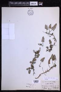 Pleopeltis acicularis image