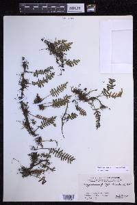 Pleopeltis polypodioides image