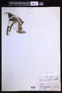 Pleopeltis acicularis image