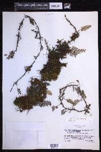 Pleopeltis acicularis image