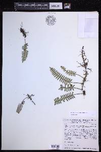 Pleopeltis acicularis image