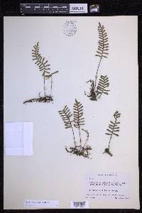 Pleopeltis acicularis image