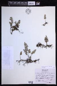 Pleopeltis acicularis image