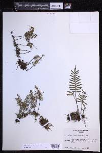 Pleopeltis acicularis image