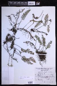 Pleopeltis acicularis image
