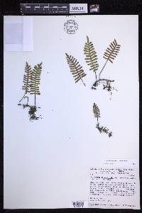 Pleopeltis acicularis image