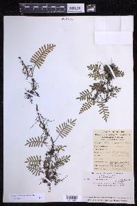 Pleopeltis acicularis image
