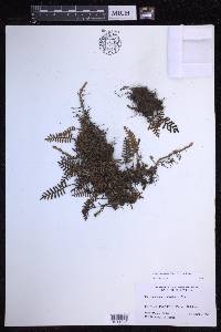 Pleopeltis acicularis image
