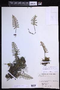 Pleopeltis acicularis image