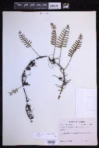 Pleopeltis polypodioides image