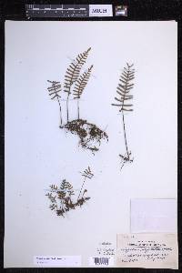 Pleopeltis acicularis image