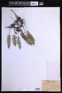 Pleopeltis polypodioides image