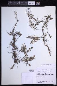 Pleopeltis acicularis image