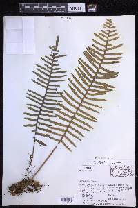 Polypodium rosei image