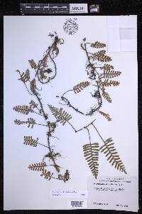Pleopeltis acicularis image