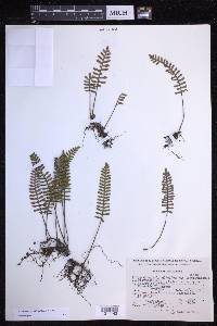 Pleopeltis acicularis image
