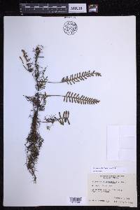 Pleopeltis acicularis image