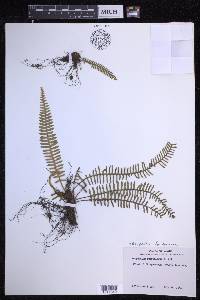 Polypodium furfuraceum image