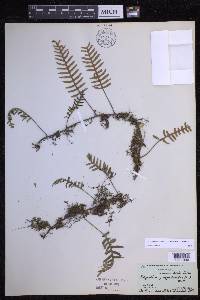 Pleopeltis polypodioides image