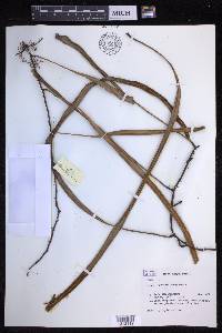 Pyrrosia longifolia image