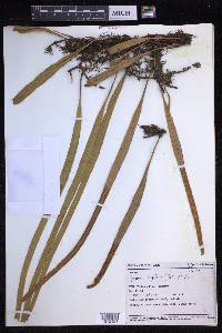 Pyrrosia longifolia image