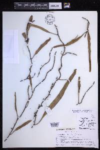 Pyrrosia longifolia image