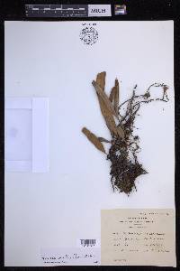 Pyrrosia longifolia image