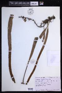 Pyrrosia longifolia image