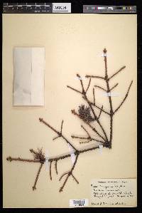 Picea sitchensis image