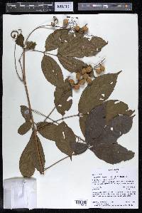 Paullinia faginea image