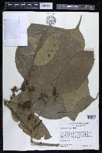Sorocea pubivena image