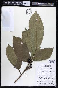 Sorocea steinbachii image