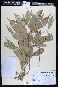 Sorocea muriculata image