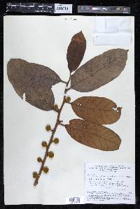 Helicostylis tomentosa image