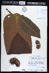 Perebea guianensis image