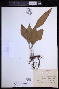 Polypodium heterocarpum image