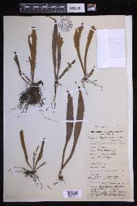 Pyrrosia mollis image
