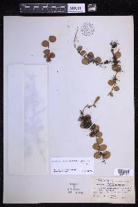 Pyrrosia nummularifolia image