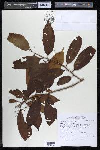 Iryanthera laevis image