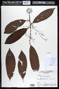 Iryanthera laevis image