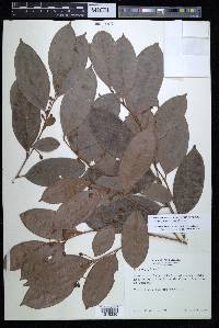 Chrysophyllum hirsutum image